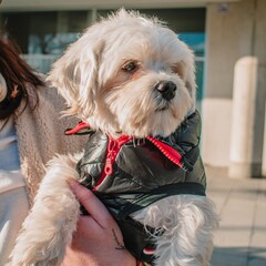  Adorable Maltese dog wearing a fashionable black jacket in the arms of its owner