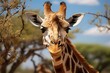 Elegant giraffe stretching the neck for high leaves., generative IA