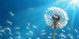 Fototapeta Dmuchawce - Dandelion seeds blowing in the wind on a blue sky background with copy space. Goodbye Summer. Hope and dreaming concept. Fragility. Springtime,banner