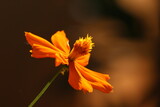 orange flower on black background