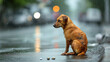 © Martinesku - stray homeless dog sad abandoned hungry puppy sitting alone in the street under rain dirty wet lost dog outdoors pets adoption shelter rescue help for pets