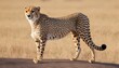 A Cheetah With Its Tail Held High A Sign Of Confi