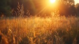 Fototapeta Na ścianę - Golden hour sunlight filtering through a field of tall wild grass