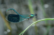 Gebänderte Prachtlibelle - Dragonfly (Calopteryx splendens), Männchen - Banded demoiselle