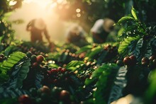 Сoffee Berries Are Picked By Hand By People On Coffee Plantations, Sunlight Shines On Coffee Plantations