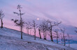 Tree silhouettes against the purple sky and full moon in dusk at sunset. Olkhon island, Khuzhir. Winter landscape.