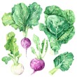 Harmonious watercolor set of turnips, collard greens, and endive, offering a variety of textures and colors on a white background for designers