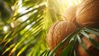 © Malika - Fresh coconuts nestled among vibrant palm fronds