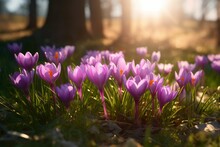 A Group Of Purple Crocuses Standing Tall In A Lush Green Meadow, With The Sun Shining Brightly In The Background