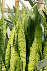 Poster - Snake plant or Sansevieria Trifasciata plant in Saint Gallen in Switzerland