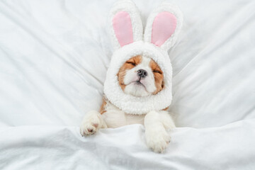 Poster - Happy Cavalier King Charles Spaniel puppy wearing easter rabbits ears sleeps on a bed under warm white blanket at home