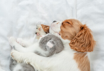 Sticker - Sleepy Cavalier King Charles Spaniel hugs tiny kitten on the bed at home. Top down view