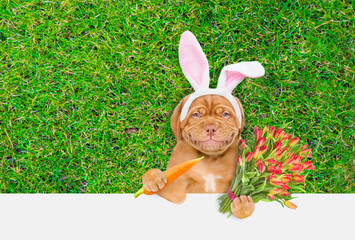 Aufkleber - Happy Mastiff puppy wearing easter rabbits ears holds bouquet of tulips and carrot. Dog lying on its back on summer green grass. Top down view. Empty space for text