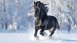 Black Friesian horse galloping in the snow,