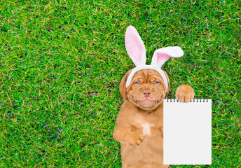 Aufkleber - Smiling Mastiff puppy wearing easter rabbits ears shows empty list and lying on its back on summer green grass. Top down view. Empty space for text