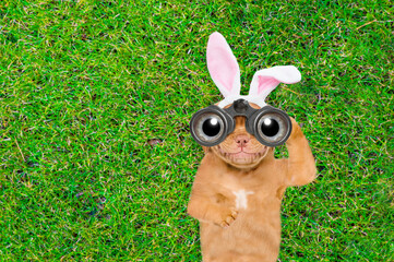 Aufkleber - Happy puppy wearing easter rabbits ears looks through binoculars on green grass. Top down view. Empty space for text