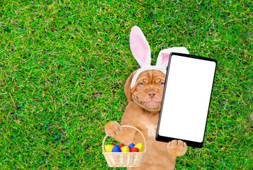 Fototapete - Smiling Mastiff puppy wearing easter rabbits ears holds basket of easter eggs and big smartphone with white blank screen in it paw and lies on its back on summer green grass. Top down view