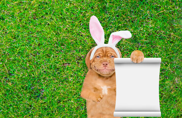 Aufkleber - Smiling Mastiff puppy wearing easter rabbits ears shows empty list and lying on its back on summer green grass. Top down view. Empty space for text