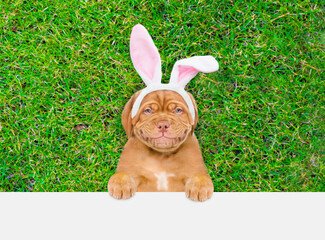 Aufkleber - Smiling Mastiff puppy wearing easter rabbits ears looks above empty white banner.  Empty space for text