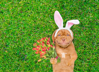 Aufkleber - Smiling Mastiff puppy wearing easter rabbits ears holds bouquet of tulips. Dog lying on its back on summer green grass. Top down view. Empty space for text