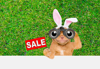 Aufkleber - Happy puppy wearing easter rabbits ears shows signboard with labeled 