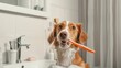 A dog with a toothbrush in his teeth on a white background. Hygiene and health.