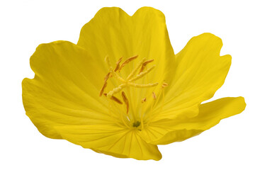 Poster - Common evening primrose