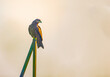 A Black Kite resting on a pole