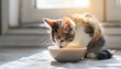 Cute tricolor cat drinks milk from a bowl