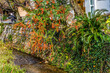 Colorful Orange Berries Fall Philosopher's Walk Canal Kyoto Japan