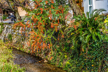 Wall Mural - Colorful Orange Berries Fall Philosopher's Walk Canal Kyoto Japan