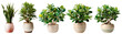 Four potted houseplants against a plain background