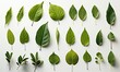 A collection of various green leaves organized neatly on a white background