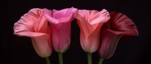   Three Pink Flowers In A Black Vase Against A Black Background