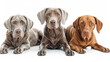 three dogs of the vizsla breed on a white background