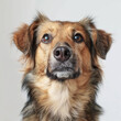 Studio close-up photo of an older mixed breed dog with a light brown coat,  on a plain white background
