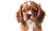 Cavalier King Charles Spaniel puppy in hands,close-up. Companion for the elderly, best friend for children. Postcard. Concept of advertising pet food, dog care cosmetics.