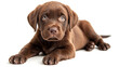 Beautiful chocolate colored labrador puppy lying on a white background. Day of the Dog. Postcard. Cutout