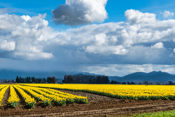 Wall Mural - Daffodils Field And Trees 4