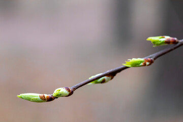 Blooming tree buds in spring.