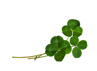 Green clover leaves in a floral arrangement isolated on white or transparent background