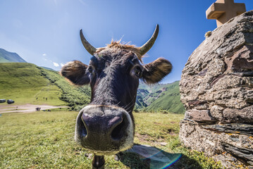 Canvas Print - Cow next to stone cross near Tsminda Sameba - Trinity Church in Caucasus Mountains in Gergeti village, Georgia