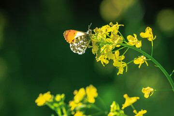 Wall Mural - Anthocharis cardamines Orange tip male butterfly on yellow rapeseed flower