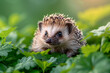 A baby hedgehog in a green plant background