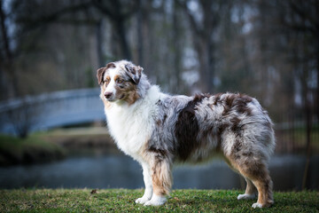 Poster - Australian shepherd dog outside in beautiful park outside