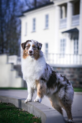 Poster - Australian shepherd dog outside in beautiful park outside