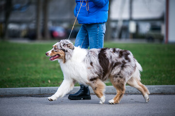 Sticker - Australian shepherd dog outside in beautiful park outside	
