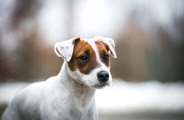 Canvas Print - Parson's Terrier posing outside. purebreed dog outside