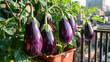 Glossy eggplants hanging from lush green foliage in a wooden planter box create a striking urban garden display on a balcony. The setting sun casts a warm, enchanting light over the scene, with toweri