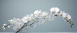 A branch of white orchid flowers stands out against a solid grey background. The delicate petals contrast beautifully with the muted backdrop, creating a striking visual composition.